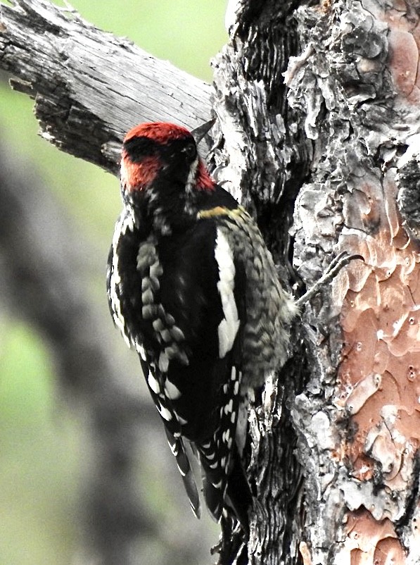 Red-naped Sapsucker - ML609756182
