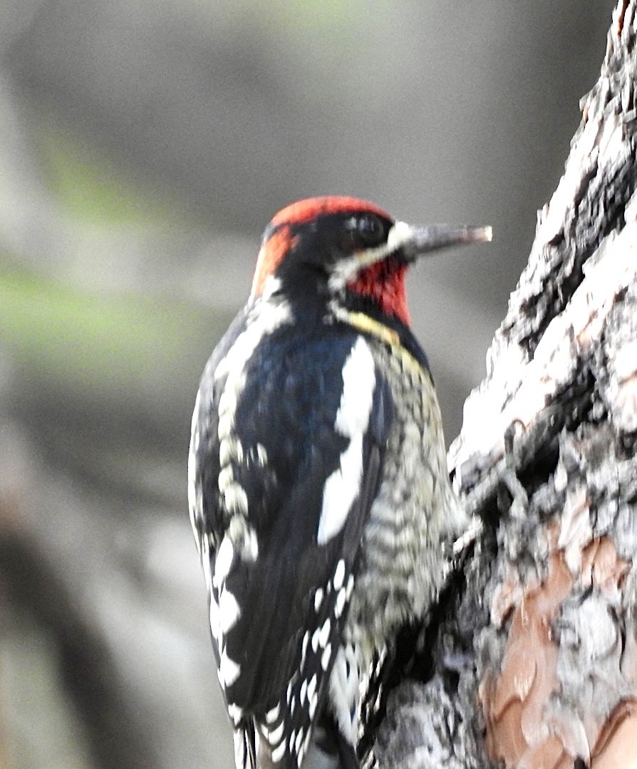 Red-naped Sapsucker - ML609756183