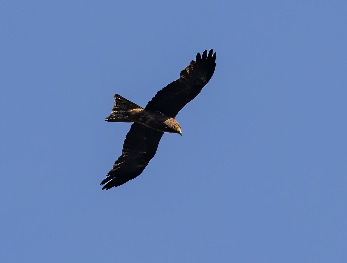 Black Kite - ML609756204