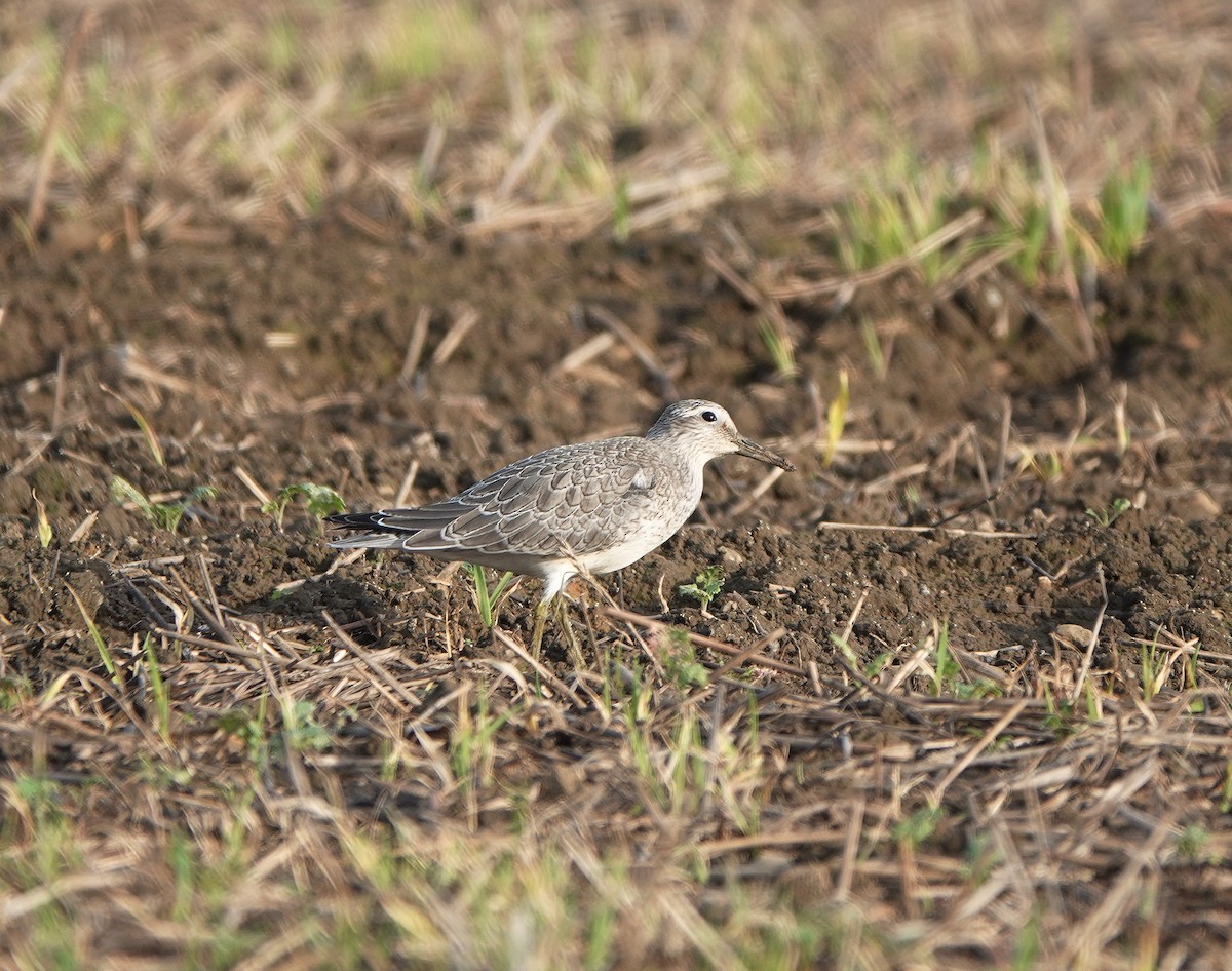 Red Knot - ML609756215