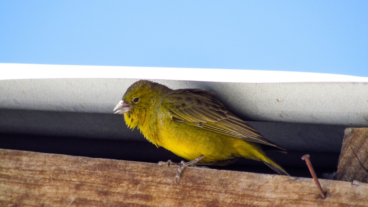 Greenish Yellow-Finch - ML609756273