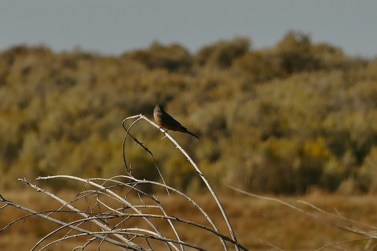 Say's Phoebe - ML609756317