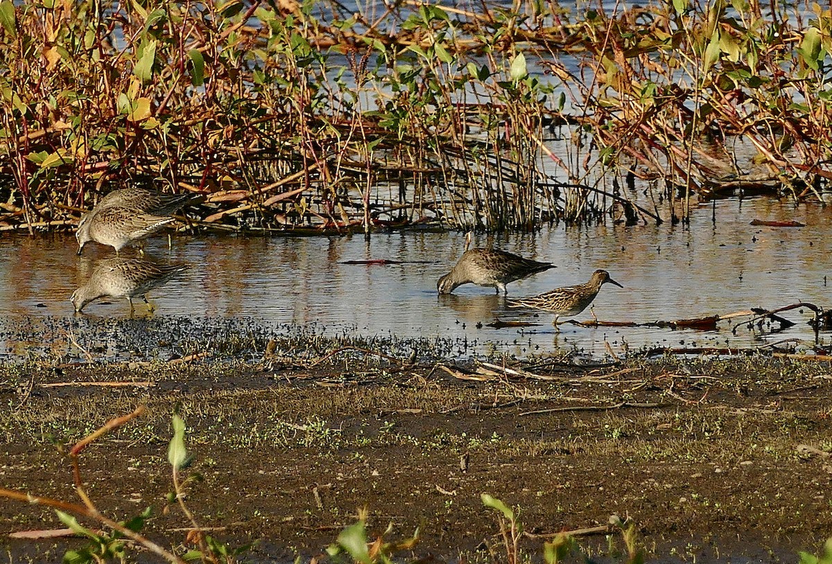 Bécasseau à poitrine cendrée - ML609756368