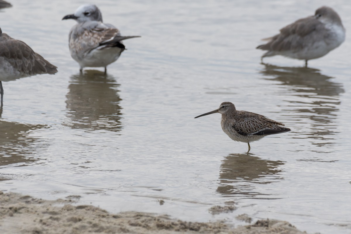 Short-billed Dowitcher - Gabrielle Harrison