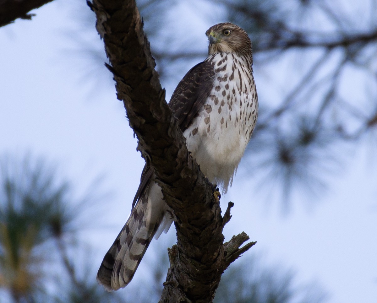 Cooper's Hawk - ML609756422