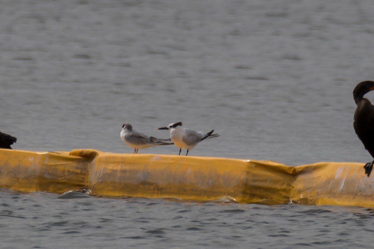 Sandwich Tern - ML609756485