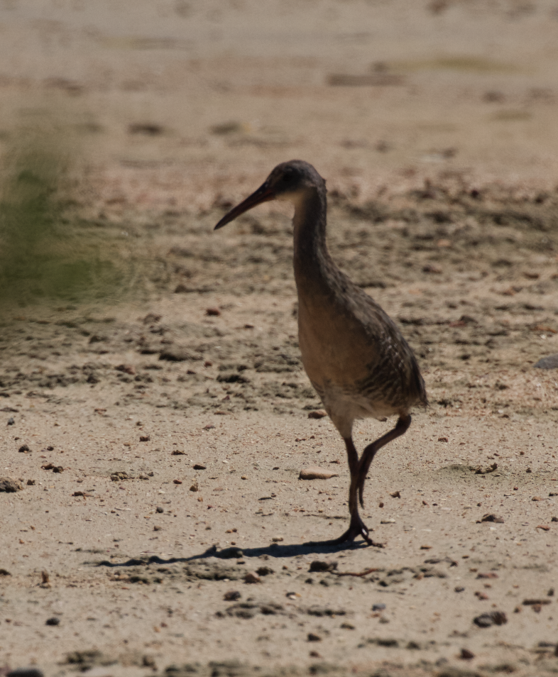 Clapper Rail (Caribbean) - ML609756496