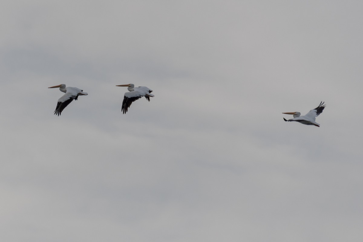 American White Pelican - ML609756497