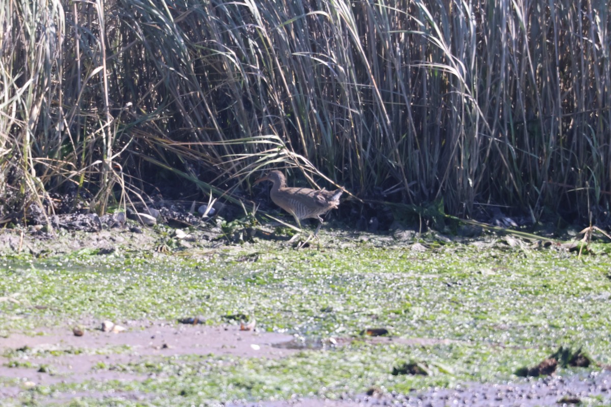 Clapper Rail - ML609756538