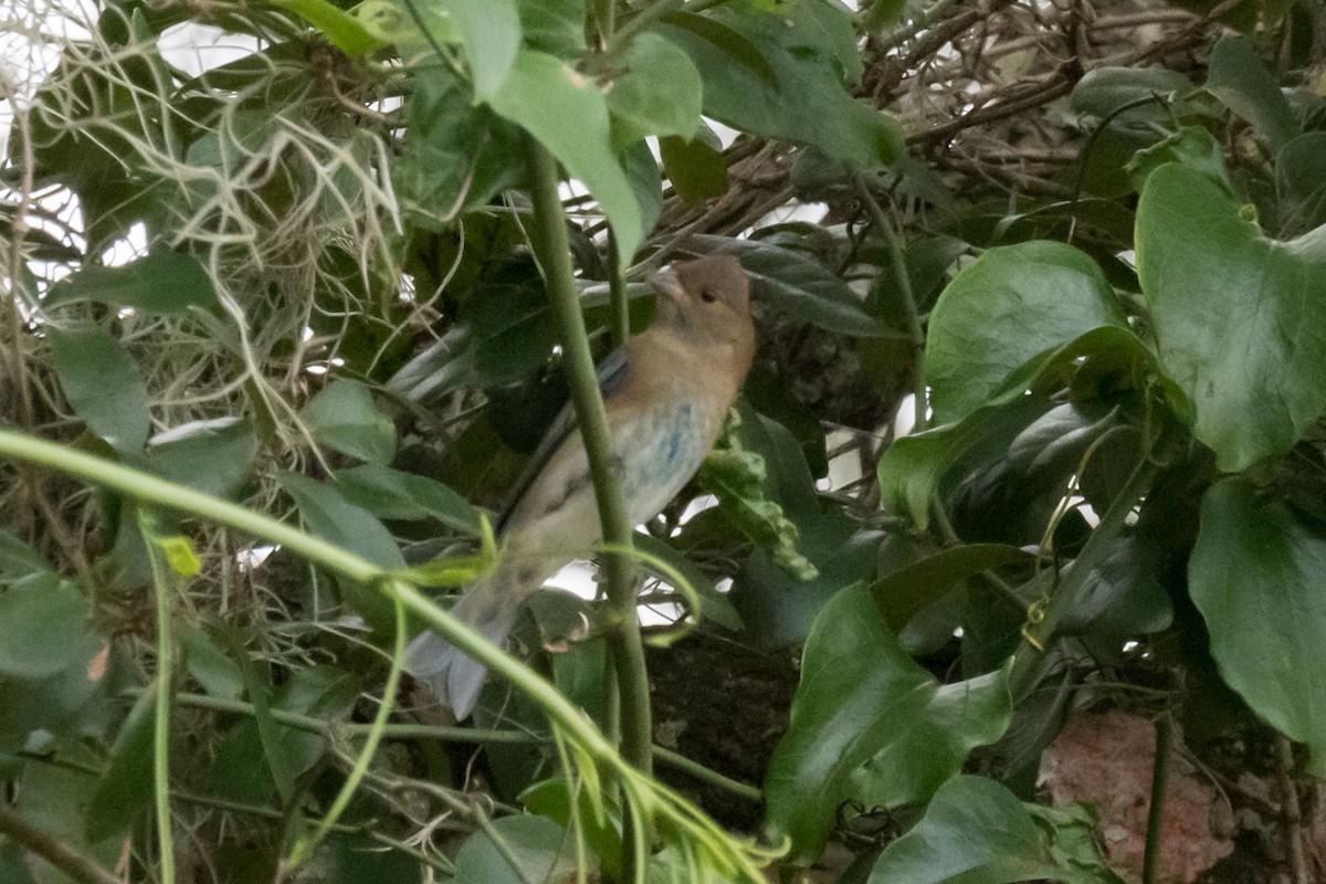 Indigo Bunting - Gabrielle Harrison