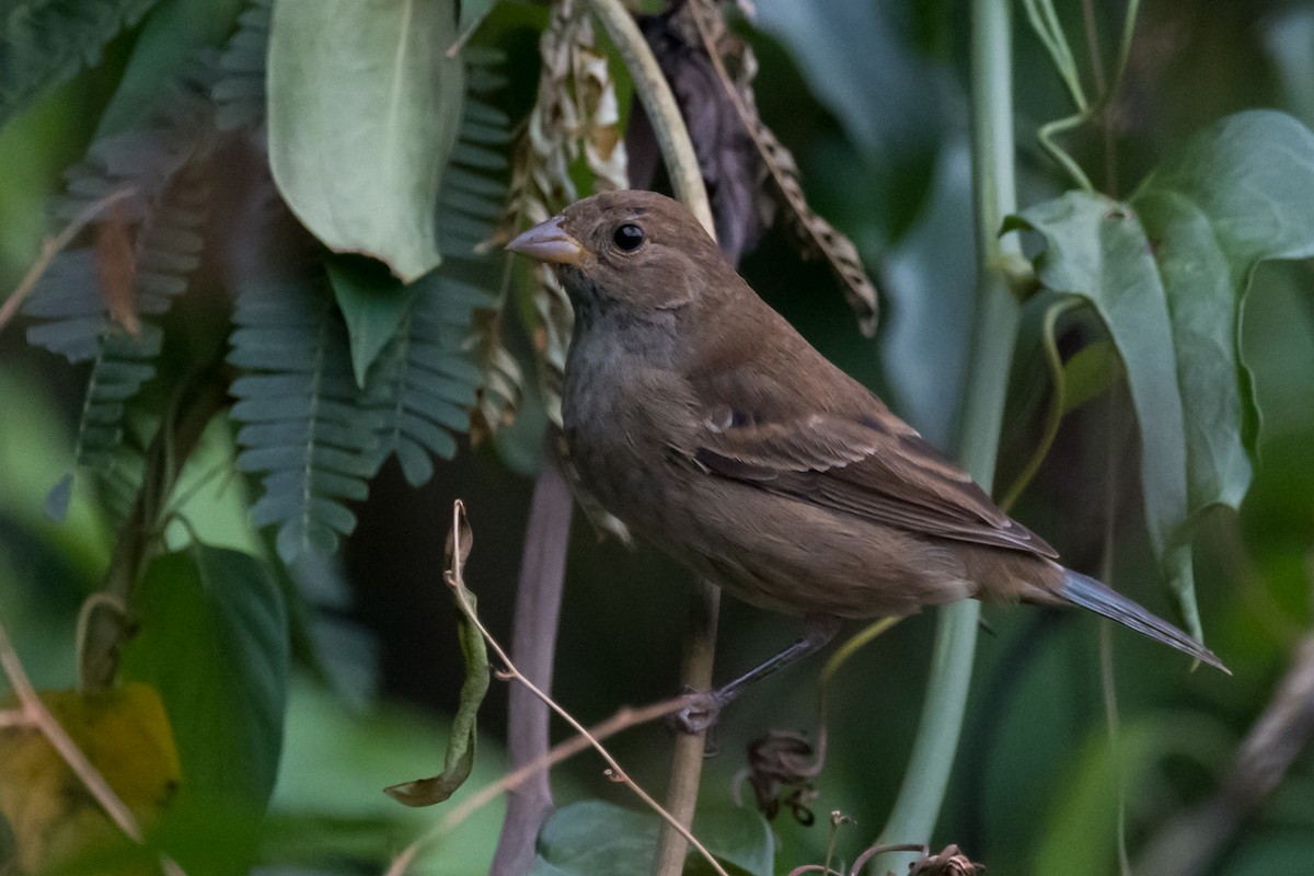 Indigo Bunting - Gabrielle Harrison