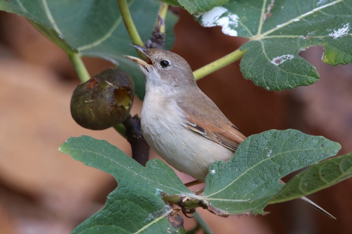 Greater Whitethroat - ML609756708