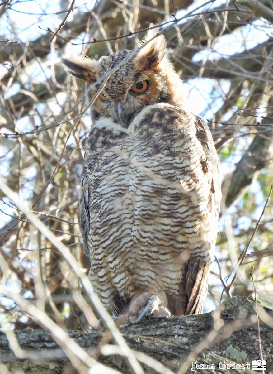 Great Horned Owl - ML609756830