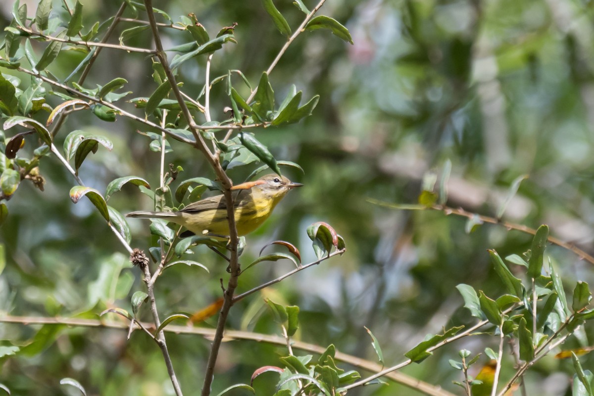 Prairie Warbler - Gabrielle Harrison