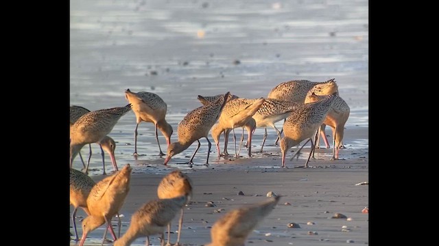 Bar-tailed Godwit (Siberian) - ML609757085