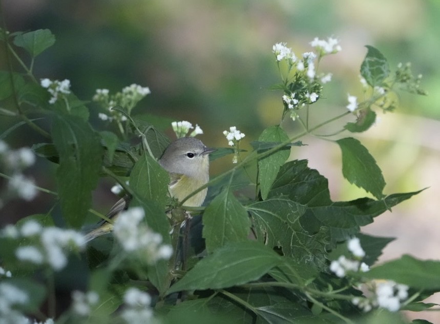 Orange-crowned Warbler - ML609757093