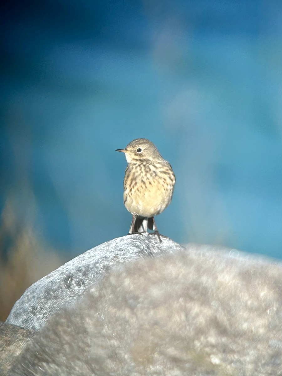 American Pipit - Garrett MacDonald