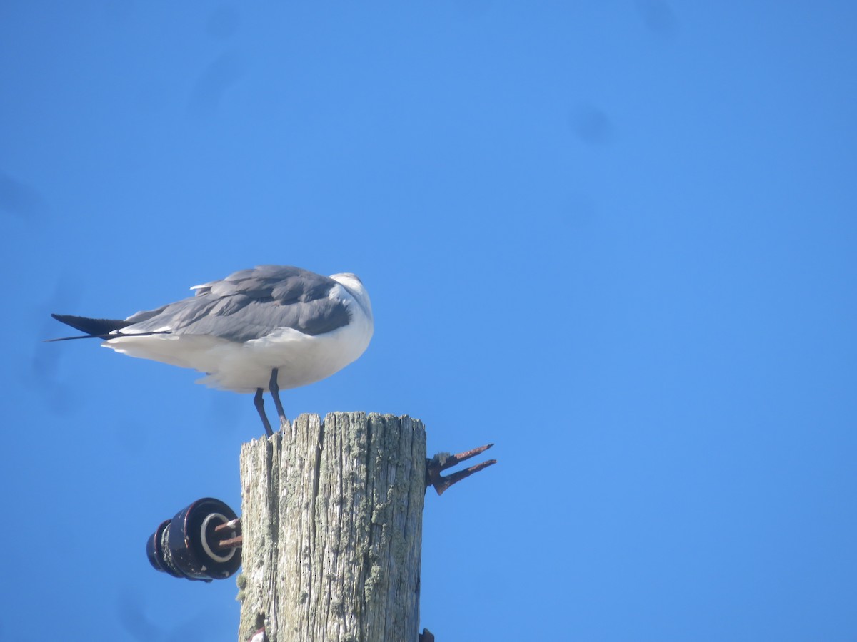 Gaviota Guanaguanare - ML609757222