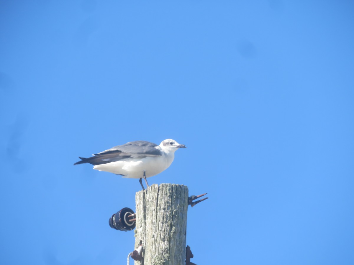 Laughing Gull - William Kuk