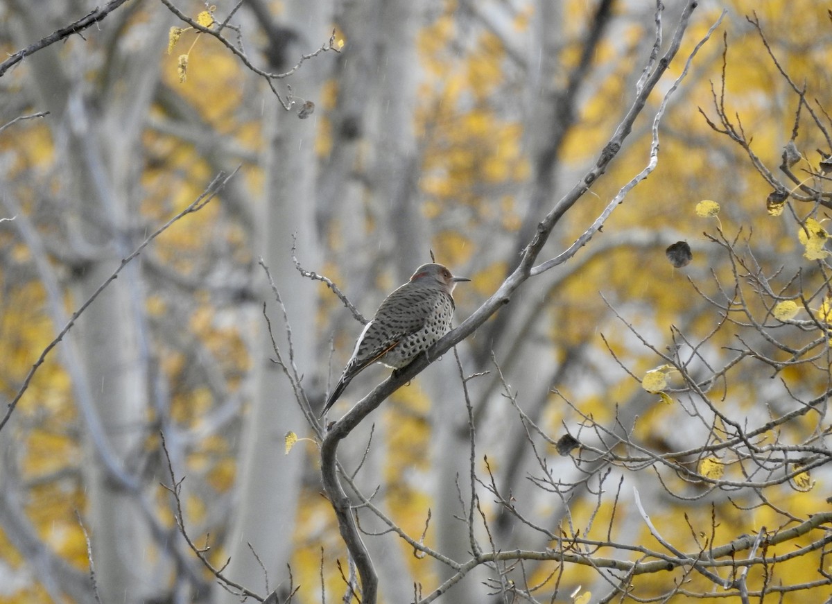 Northern Flicker (Yellow-shafted x Red-shafted) - ML609757233