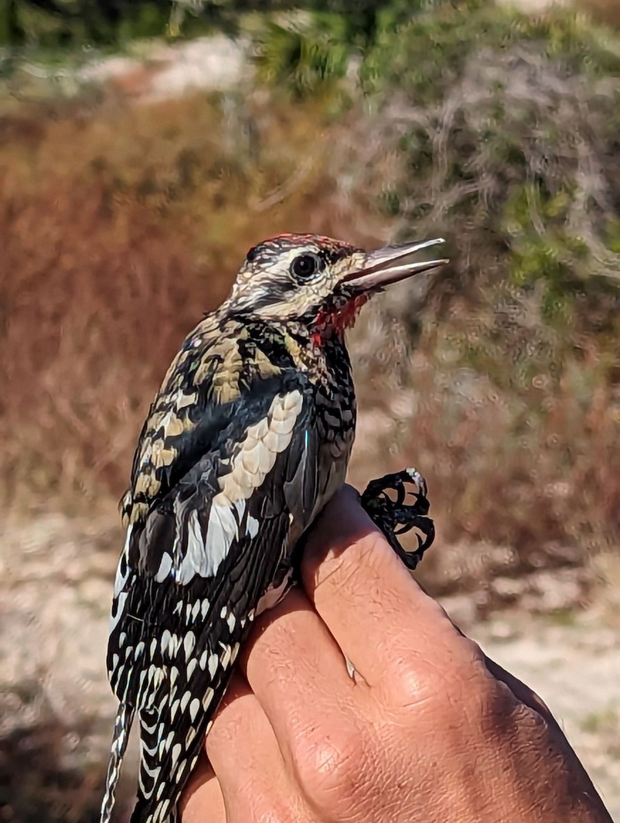 Yellow-bellied Sapsucker - Kayleigh Hall