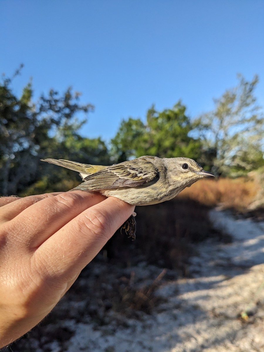 Cape May Warbler - ML609757255