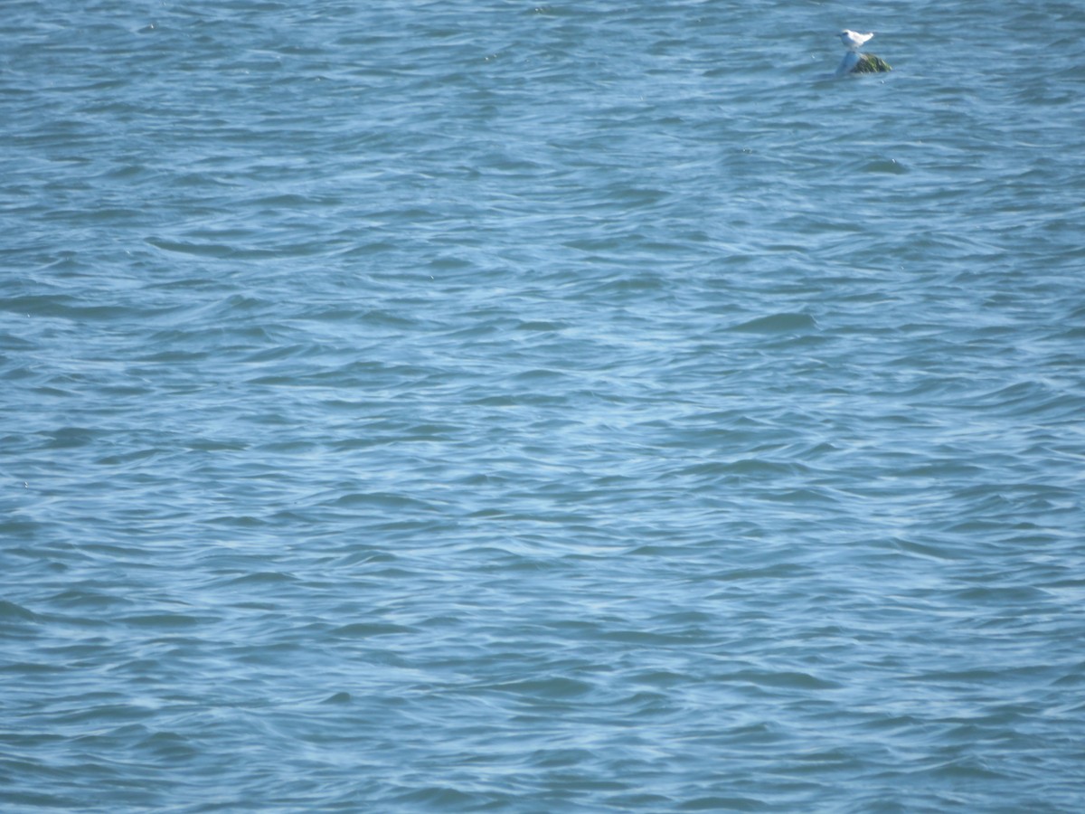 Forster's Tern - William Kuk