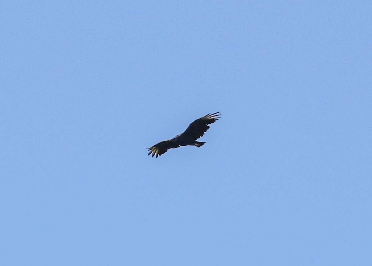 Black Vulture - ML609757437