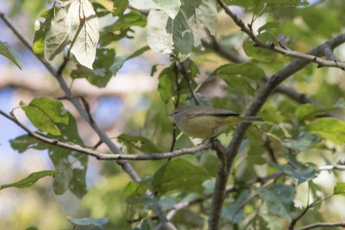 Orange-crowned Warbler - Sam Stuart