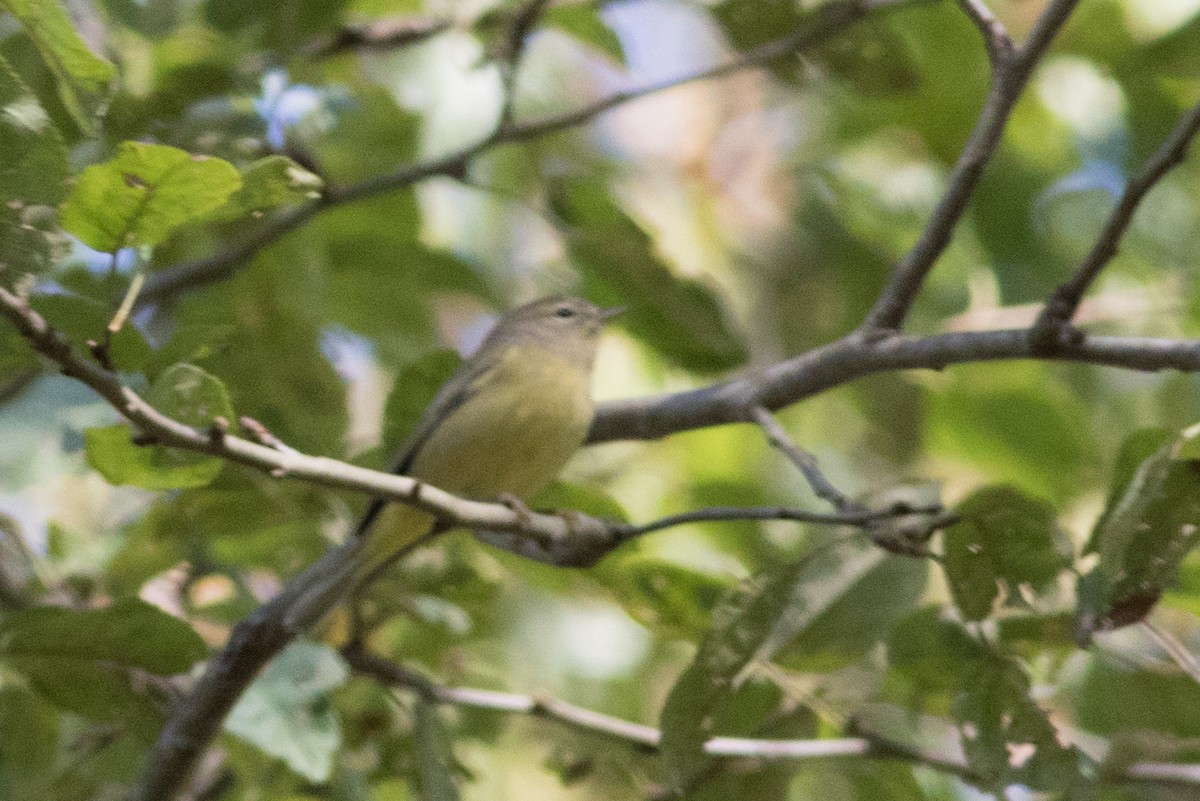 Orange-crowned Warbler - Sam Stuart