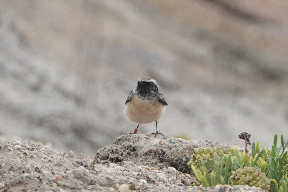 Pied Wheatear - Béla Andraskay