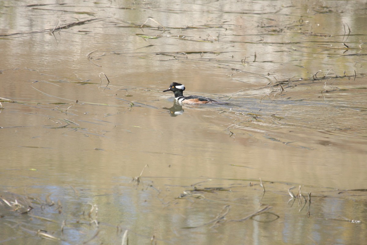 Hooded Merganser - ML609757527