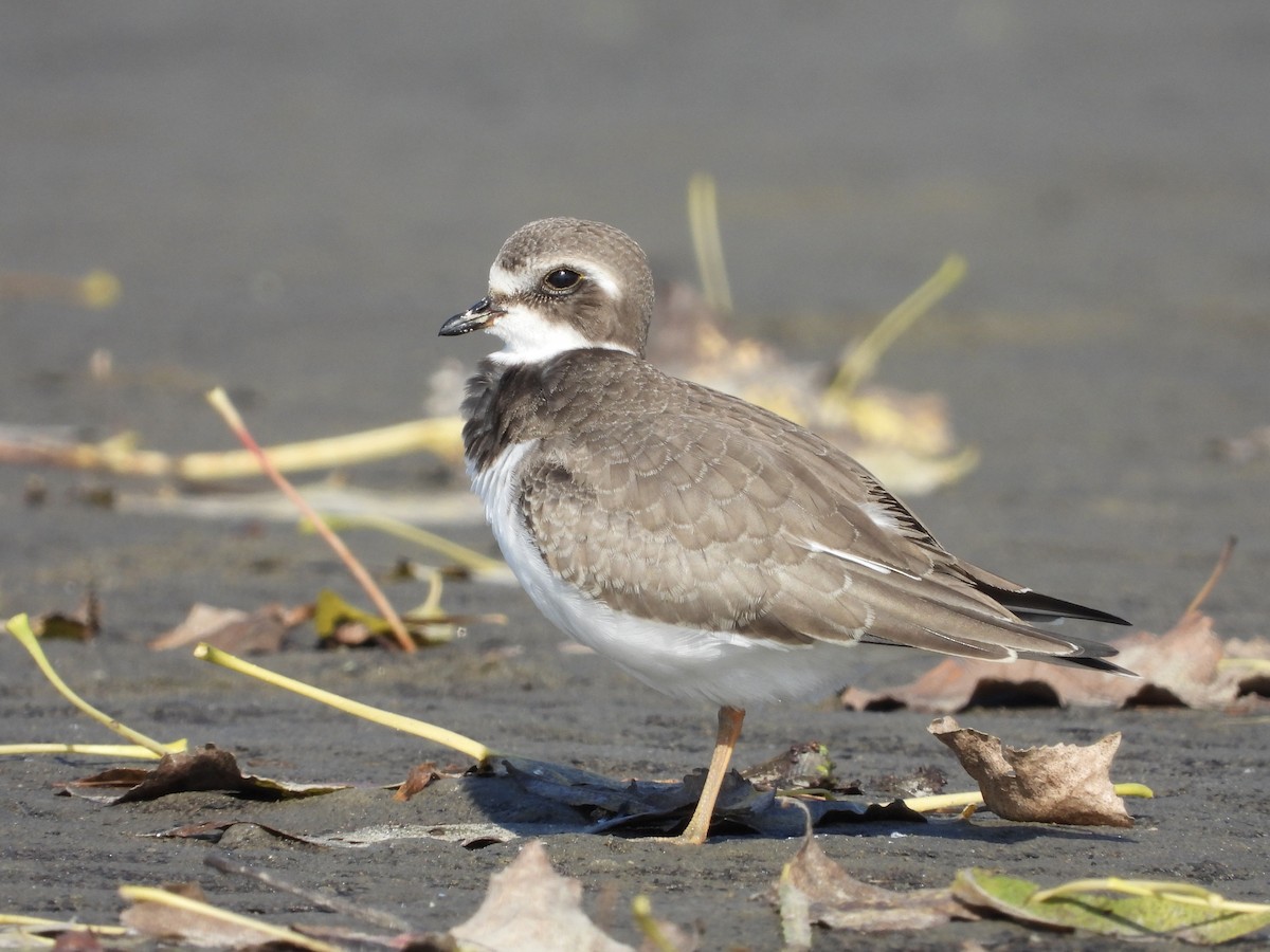 Semipalmated Plover - Suzie Bergeron