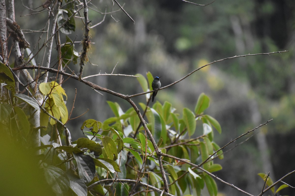 Violet-headed Hummingbird - ML609757567