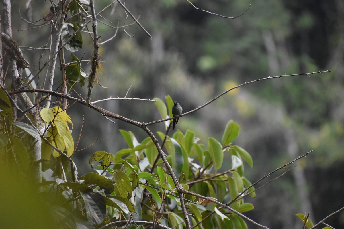 Violet-headed Hummingbird - José Antonio Herrera López