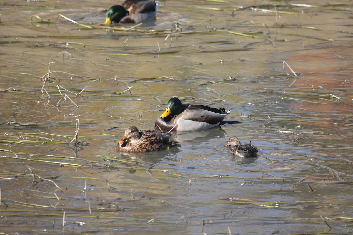 Green-winged Teal - ML609757584