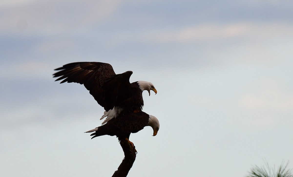 Bald Eagle - ML609757608