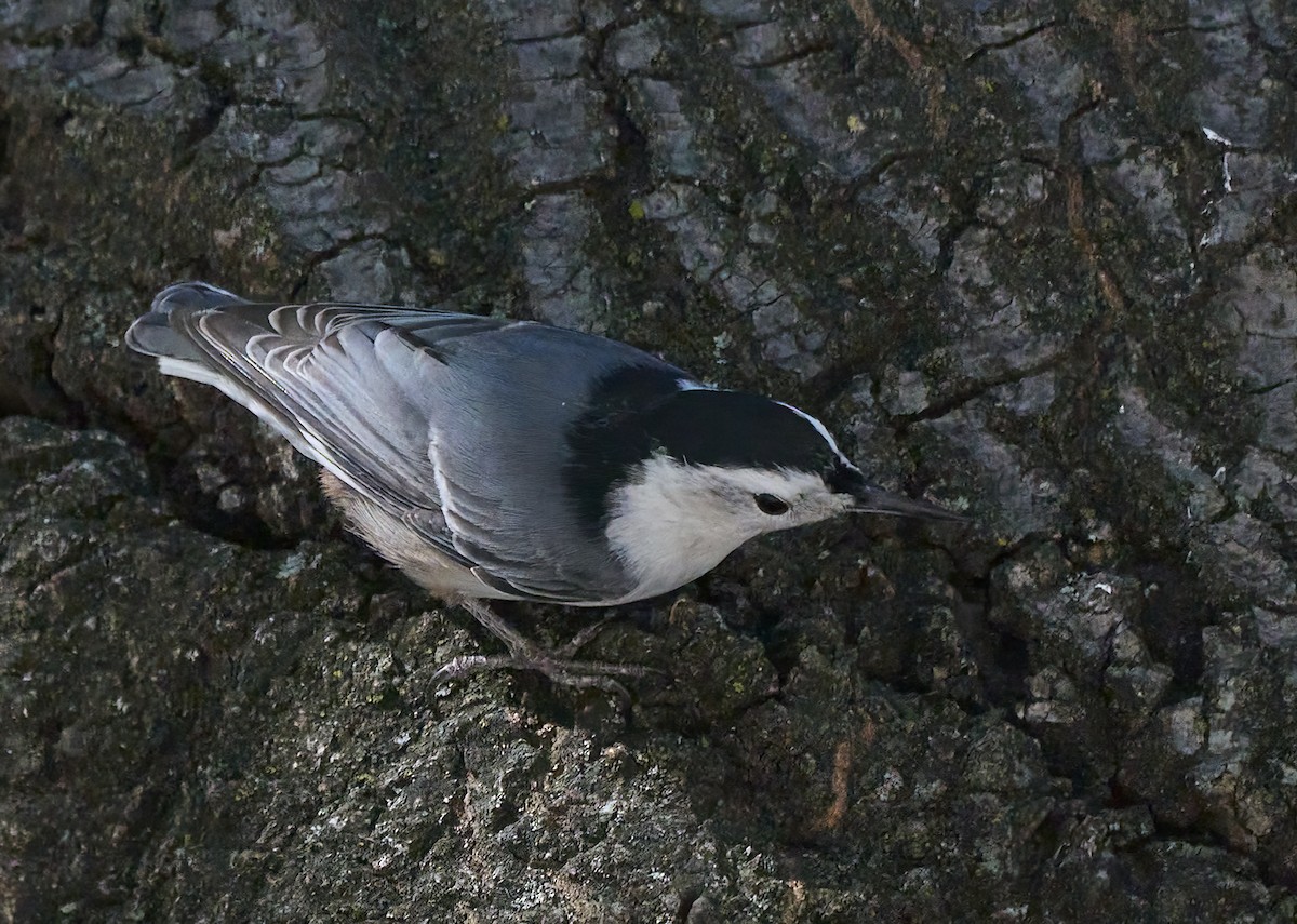 White-breasted Nuthatch - ML609757639