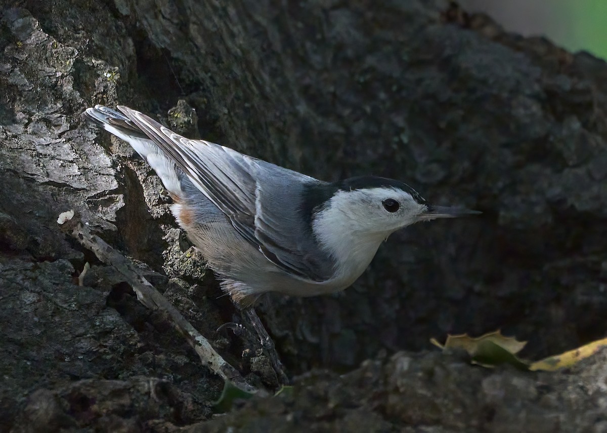 White-breasted Nuthatch - ML609757640