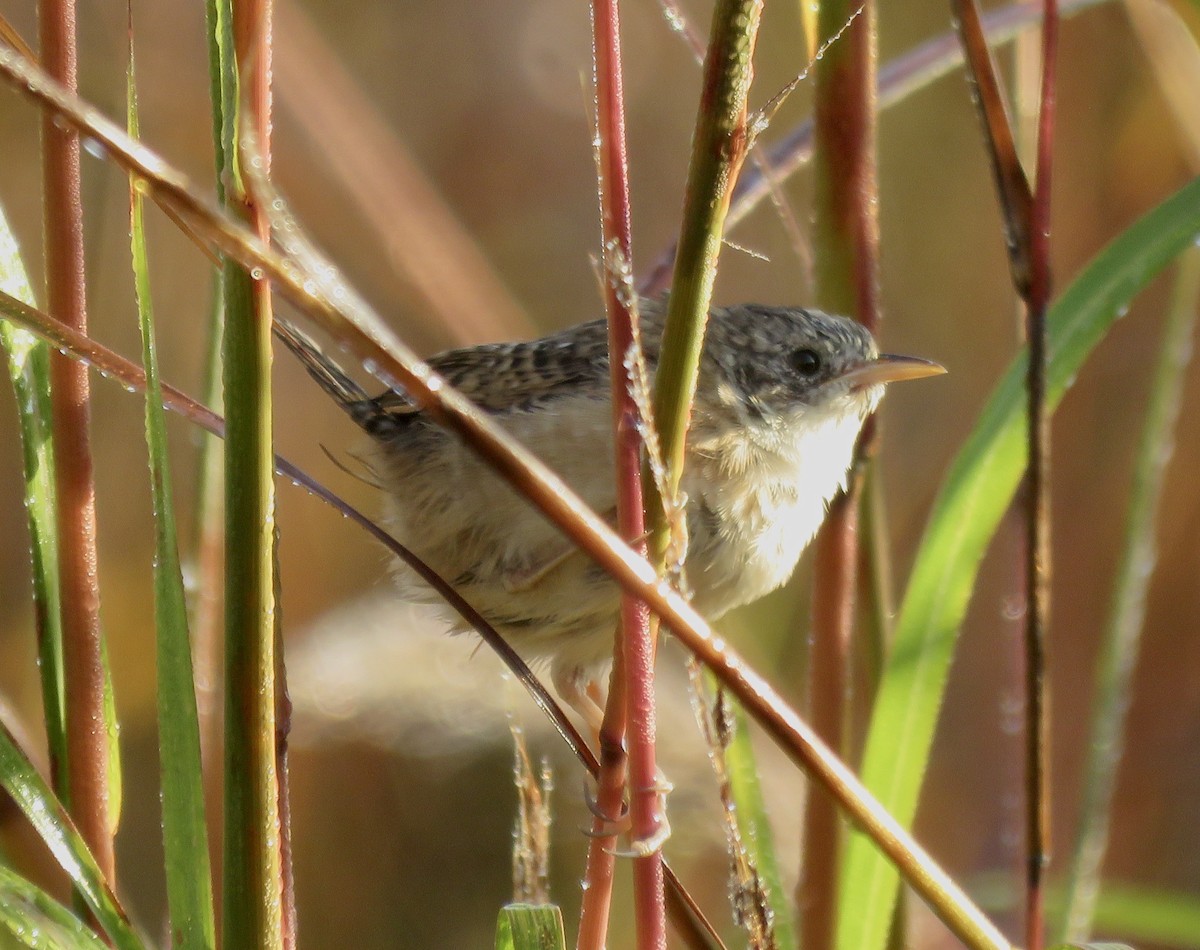 Sedge Wren - ML609757666