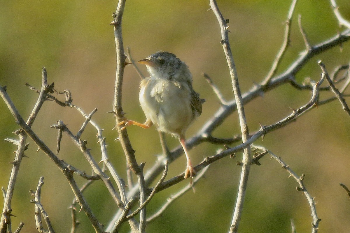 Sedge Wren - ML609757751