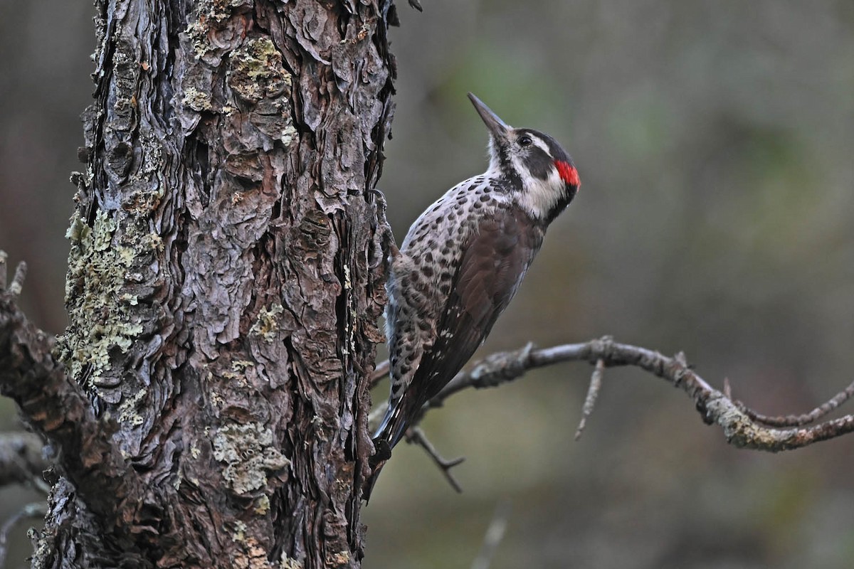 Arizona Woodpecker - Marla Hibbitts