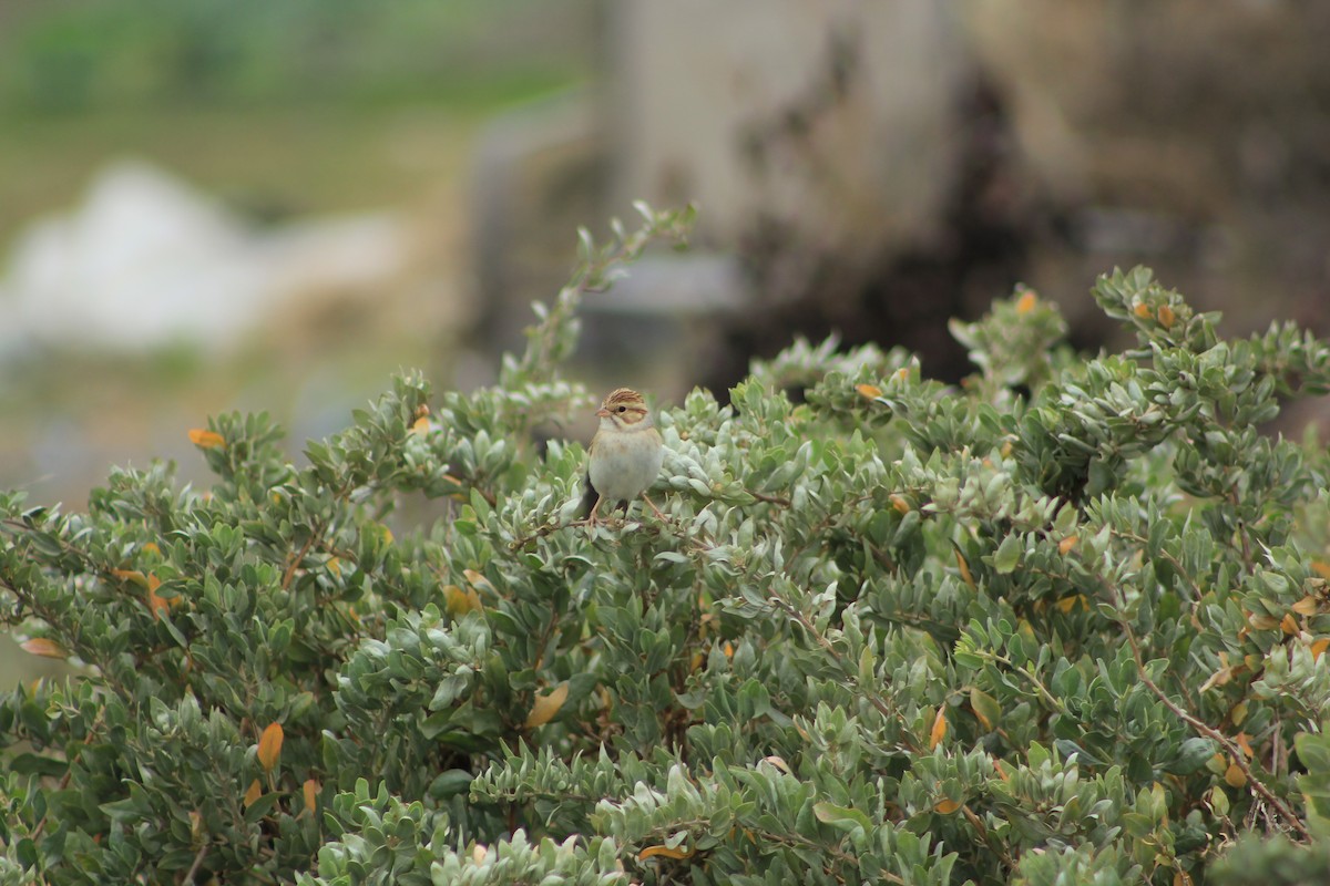 Clay-colored Sparrow - ML609758362