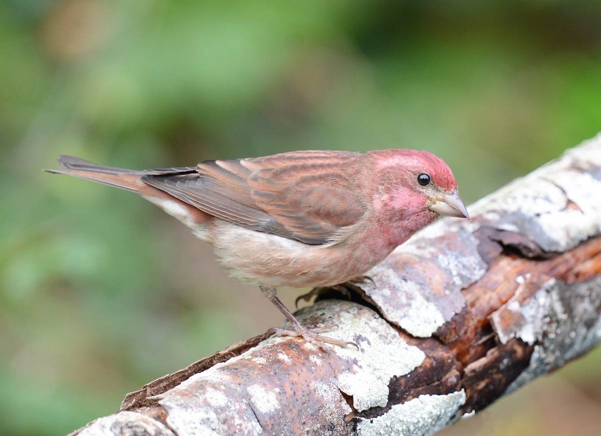 Purple Finch - ML609758444