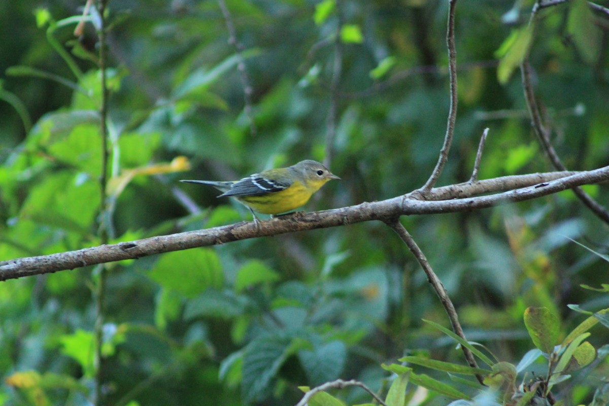 Magnolia Warbler - ML609758445