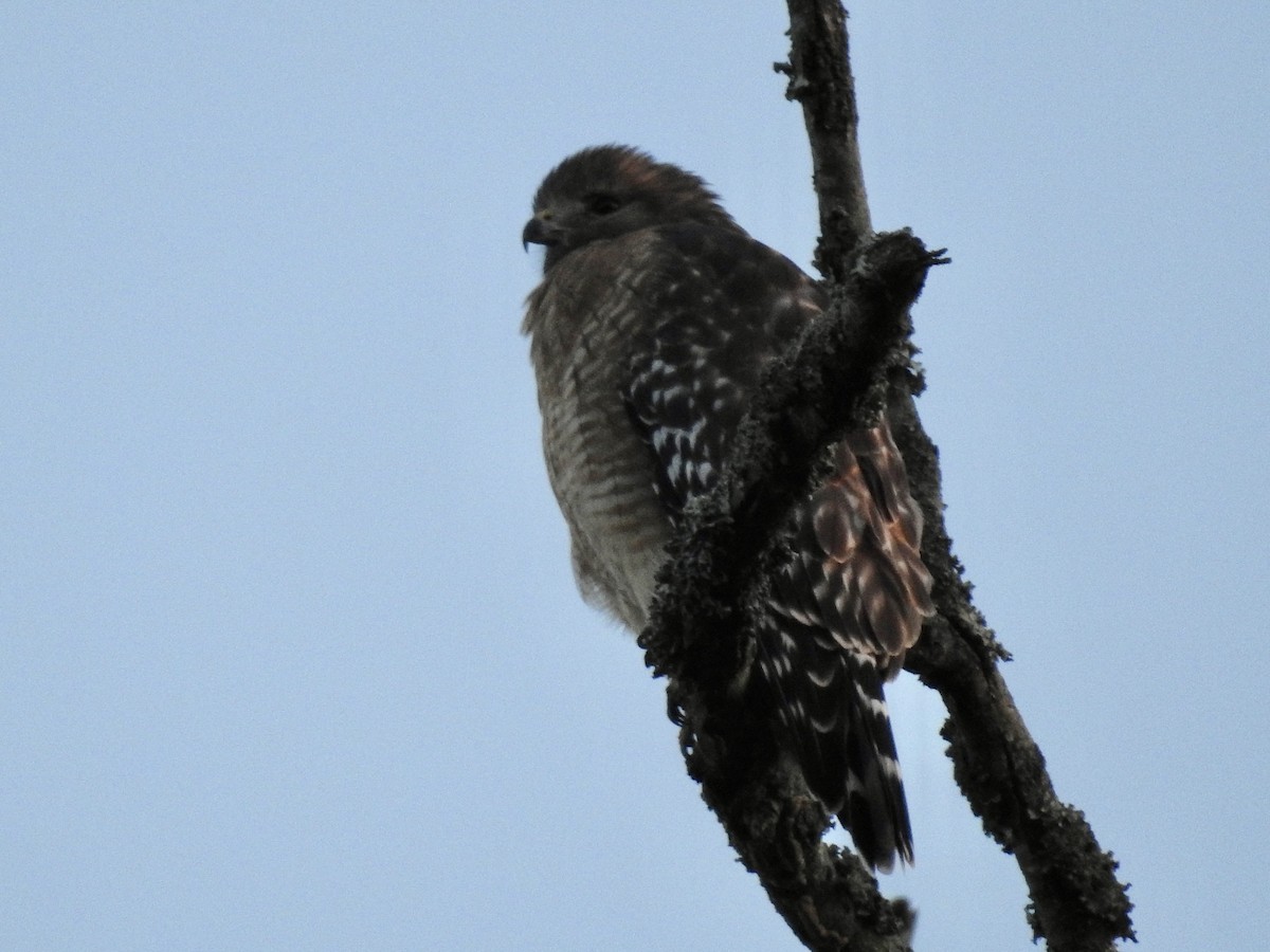 Red-shouldered Hawk - ML609758538