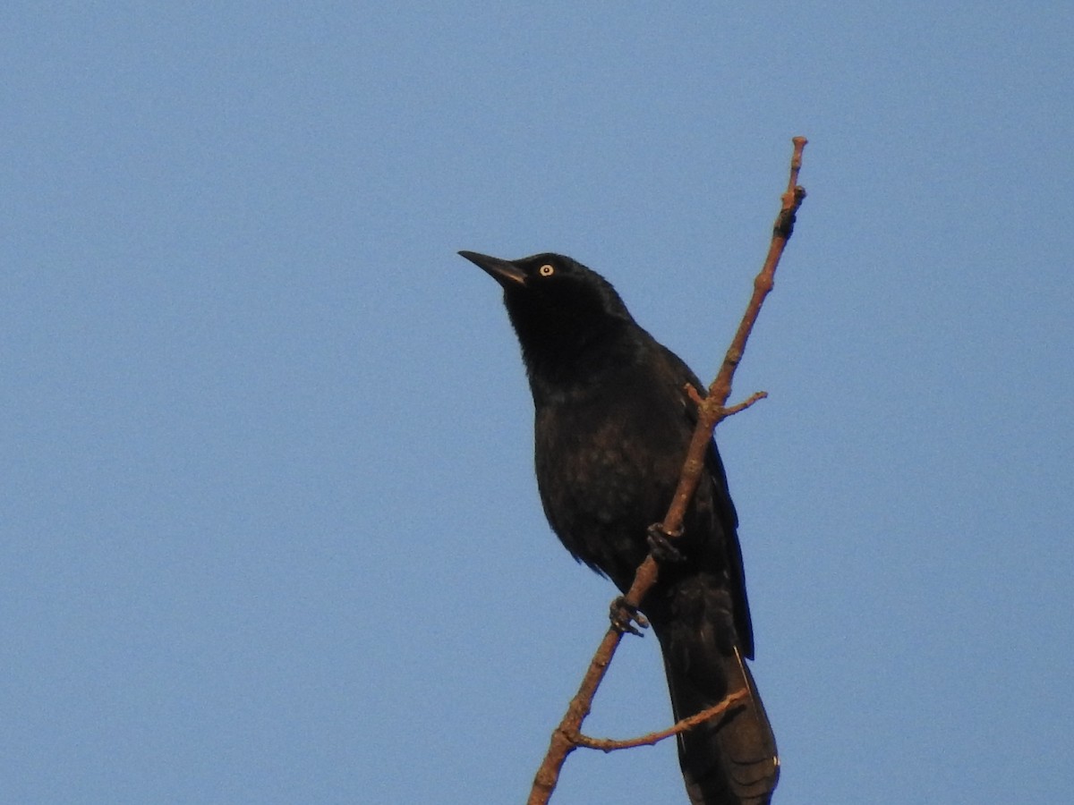 Common Grackle - Laura Mae