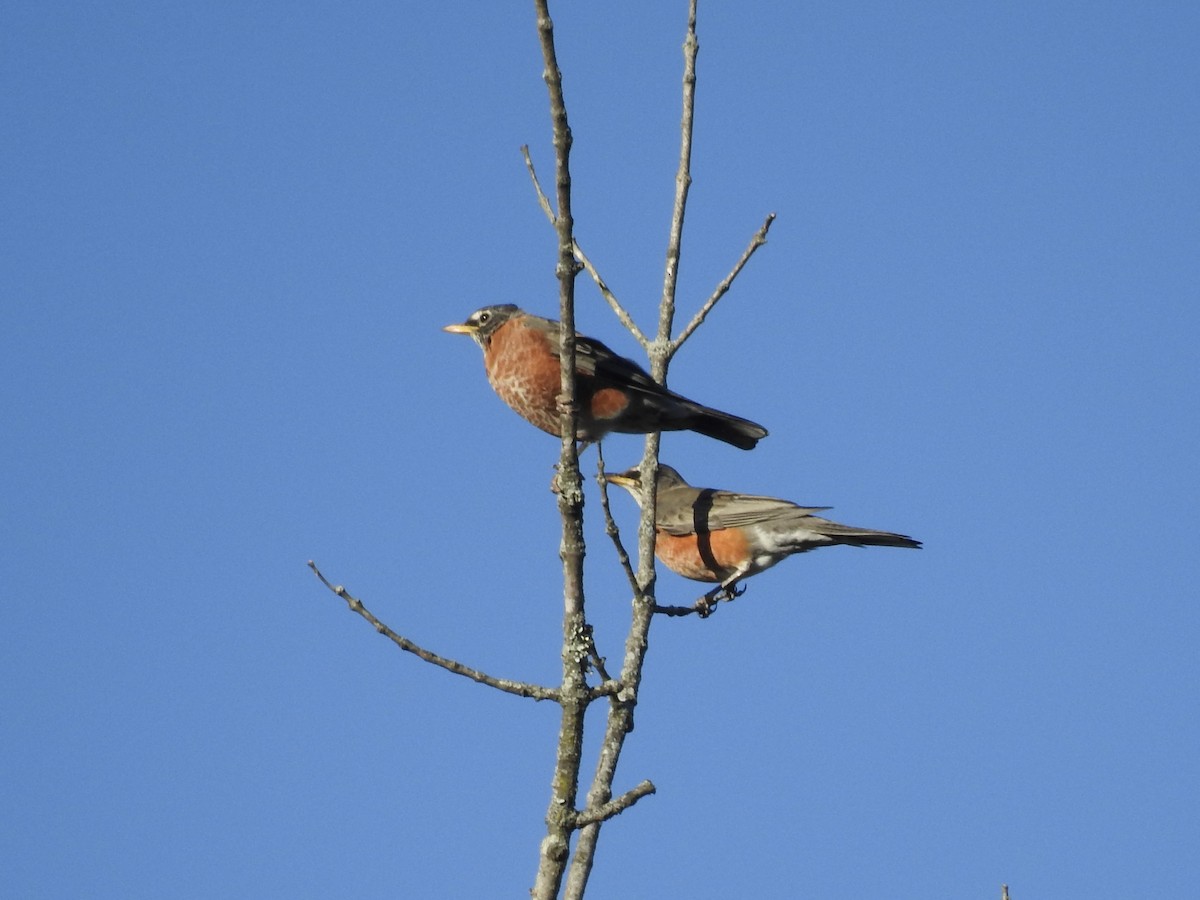 American Robin - ML609758648