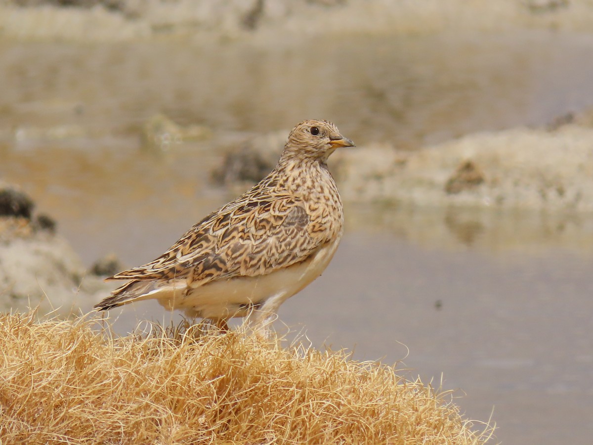 Gray-breasted Seedsnipe - ML609758653