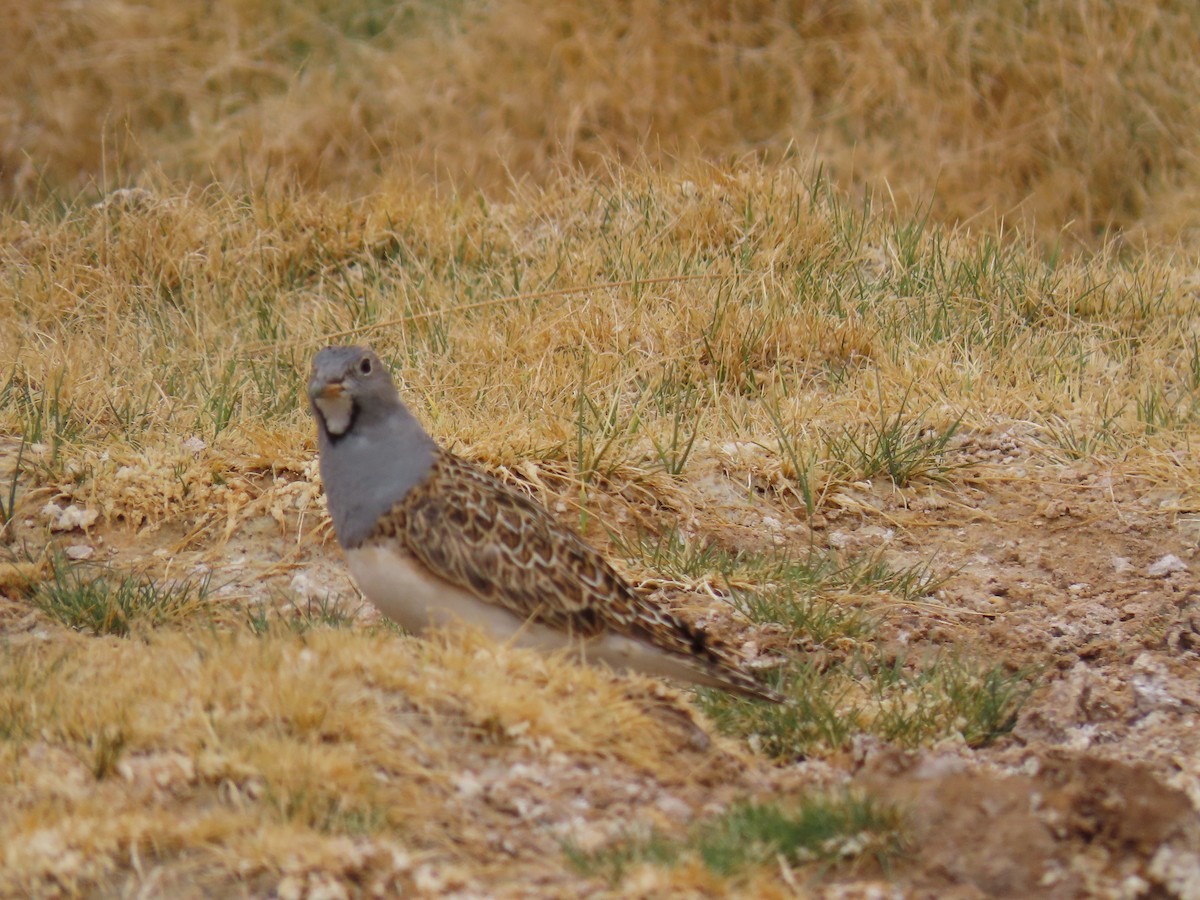 Gray-breasted Seedsnipe - Nelson Contardo